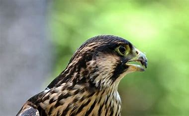 Risultato immagine per fauna castelli romani falco