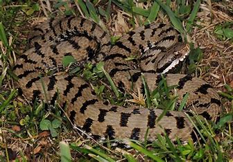 Risultato immagine per fauna castelli romani